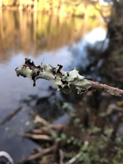 Parmotrema perforatum