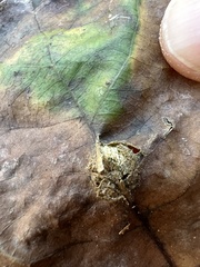 Acraspis pezomachoides