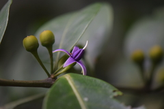 Lycianthes nitida
