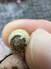 Acraspis pezomachoides