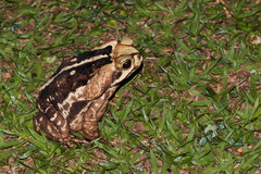 Rhinella icterica