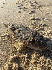 Torquigener pleurogramma