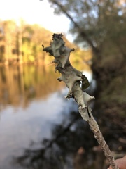Parmotrema perforatum