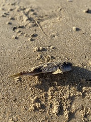 Torquigener pleurogramma