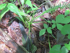 Lampropeltis nigra
