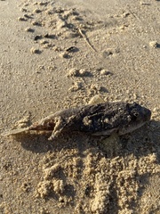 Torquigener pleurogramma