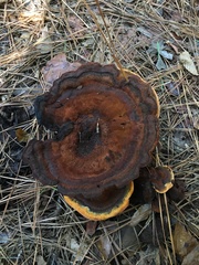 Fomitopsidaceae