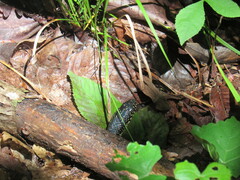 Lampropeltis nigra