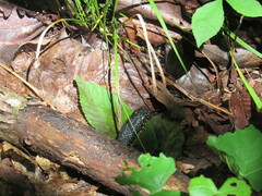 Lampropeltis nigra