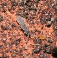 Vertagopus pseudocinereus