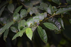 Lycianthes nitida