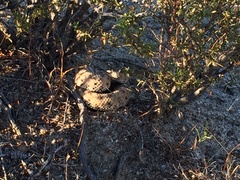 Crotalus cerastes