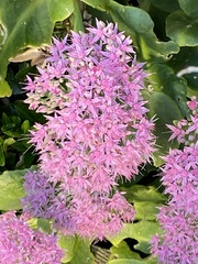 Hylotelephium spectabile