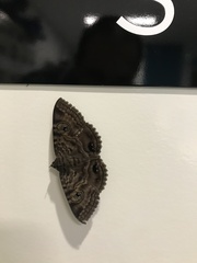 Speiredonia spectans
