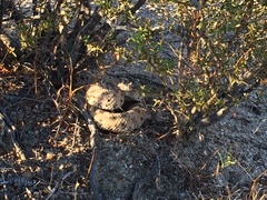 Crotalus cerastes