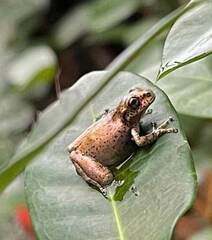 Osteopilus dominicensis