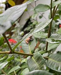 Osteopilus dominicensis