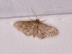 Idaea celtima