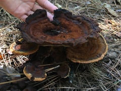 Fomitopsidaceae