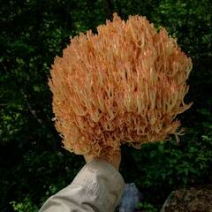 Ramaria botrytis