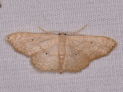 Scopula benitaria