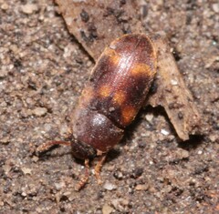 Mycetophagus quadriguttatus