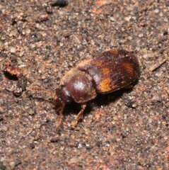 Mycetophagus quadriguttatus