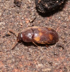 Mycetophagus quadriguttatus