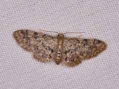 Idaea pervertipennis