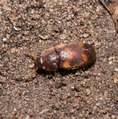 Mycetophagus quadriguttatus