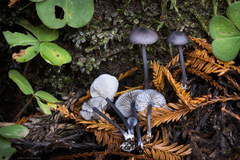 Entoloma serrulatum