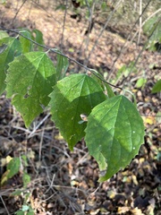 Philadelphus coronarius