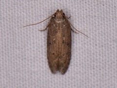Hypatima