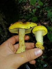 Cortinarius canarius