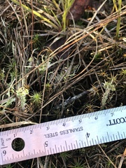 Cladonia scabriuscula