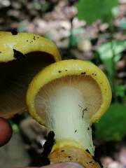 Cortinarius canarius