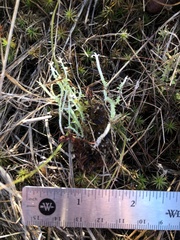 Cladonia scabriuscula