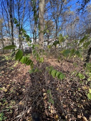 Philadelphus coronarius