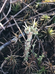 Cladonia scabriuscula