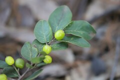 Petalostigma pachyphyllum