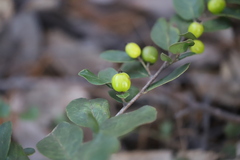 Petalostigma pachyphyllum