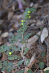 Petalostigma pachyphyllum