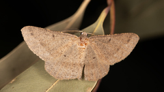 Isturgia penthearia