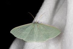 Prasinocyma ocyptera