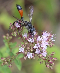 Isodontia splendidula
