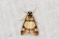 Deuterarcha xanthomela