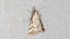 Sedenia rupalis