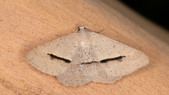 Isturgia penthearia