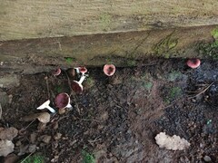 Russula persanguinea
