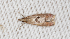 Syntonarcha iriastis
